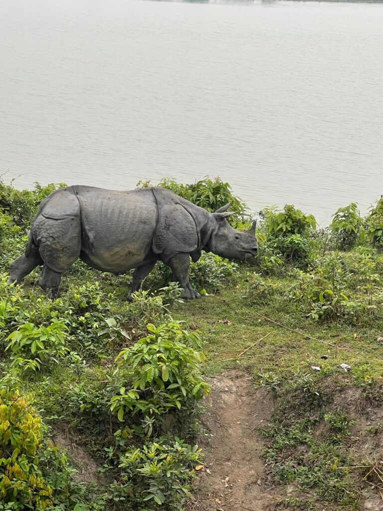 assam kajiranga tour