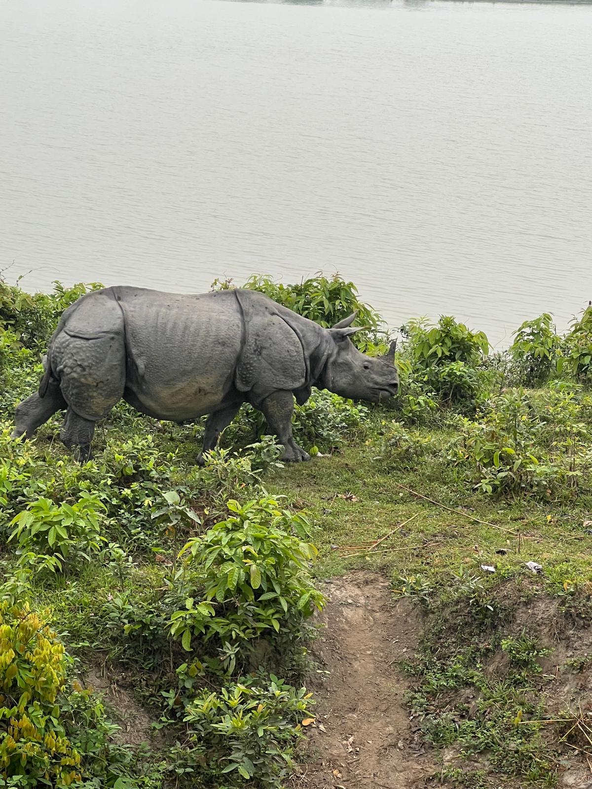 assam kajiranga tour